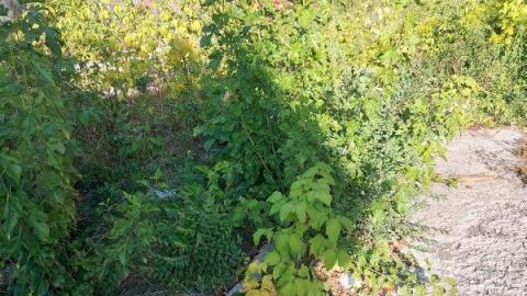 Rubba Dubba Tug Tug photo 4