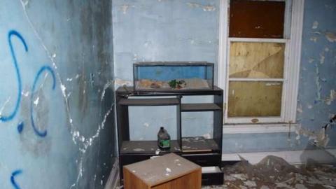 Big Red - TV stand and terrarium.jpg