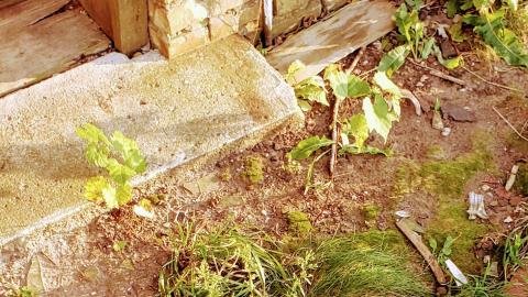 Photo from Simpson Farm