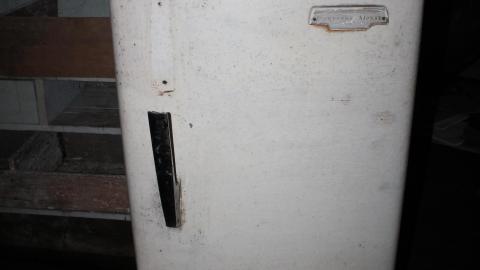 Green Painted Plants Live Forever - Kitchener, Ontario