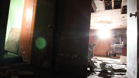 Green Painted Plants Live Forever photo 3