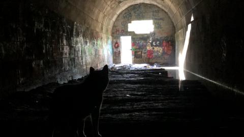 Merritton Tunnel (Blue Ghost Tunnel) - Blue Ghost 2.JPG