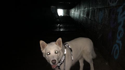 Merritton Tunnel (Blue Ghost Tunnel) - Blue Ghost 8.JPG