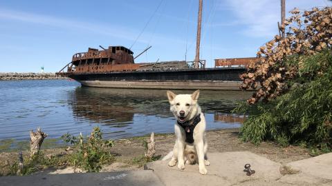 La Grande Hermine - La Grande Hermine (2).JPG