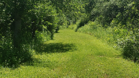 Baldwin Cemetery - July 4 2020 - 11.png