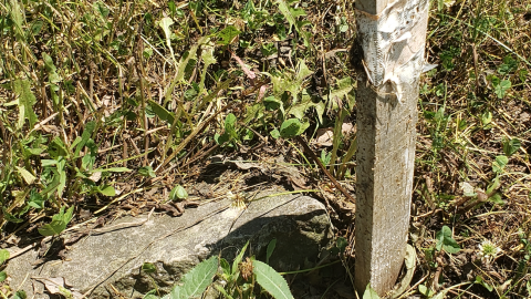 Smith/Cross Cemetery - July 4 2020 - 11.png