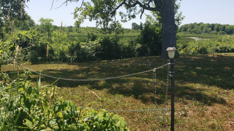 Smith/Cross Cemetery - July 4 2020 - 14.png