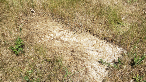 Edmunds/Willoughby Cemetery - July 4 2020 - 2.png