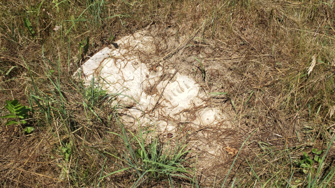 Edmunds/Willoughby Cemetery - July 4 2020 - 3.png