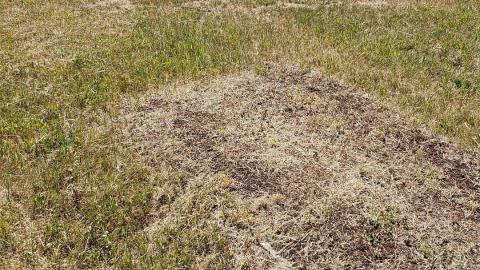 Photo from Foxton/Glazier Cemetery - June 19 2020