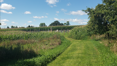 The Designated Cemetery/Denny Cemetery - Rideau Lakes, Ontario