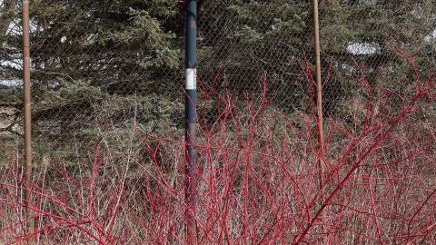 Hooligans April '20 - DSC07746.JPG