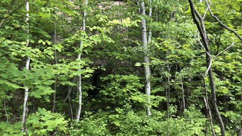 Photo from Lime Kilns ruins.