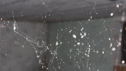 Blinded By The (Head)Lamp(s) - IMG_8863.JPG