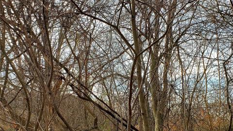 Tired Leg - 20201201_113449.jpg