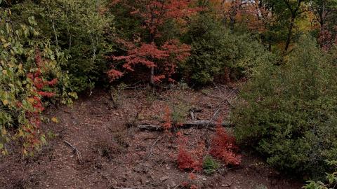 Sep 2020 - 863CD1A6-F3E4-4A7F-9131-079D85E77E4A.jpeg