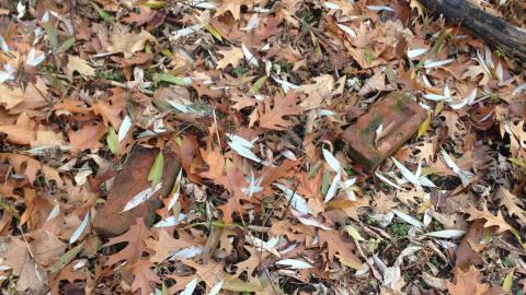 Photo from 2020-12-06