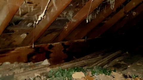 The Neighbours Were Pigs - 20201228_194414.jpg