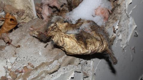 A Christmas With T-Dogg...? - IMG_3654.JPG