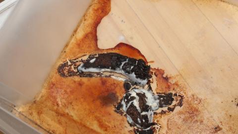 A Christmas With T-Dogg...? - IMG_3614.JPG