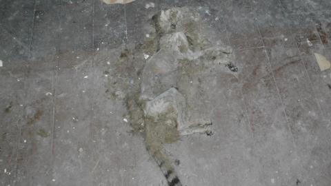 July 28th 2020 - dead cat.jpg