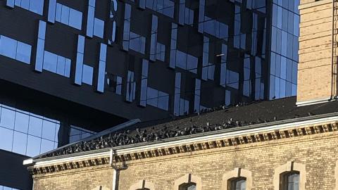 Photo from Pigeons Paradise