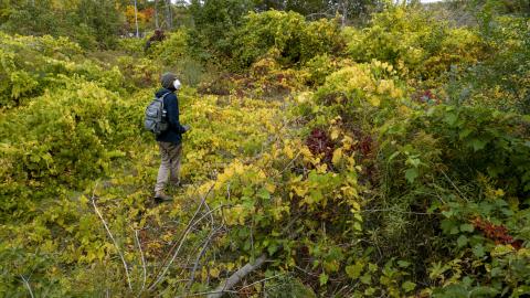 Holmes in HDR - GreenSea01.jpg