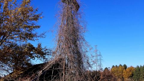 Limping Barn photo 4