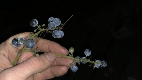 Photo from Free Grapes on Floor 2