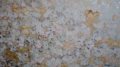 Country Manor Jan '20 - DSC00227.JPG