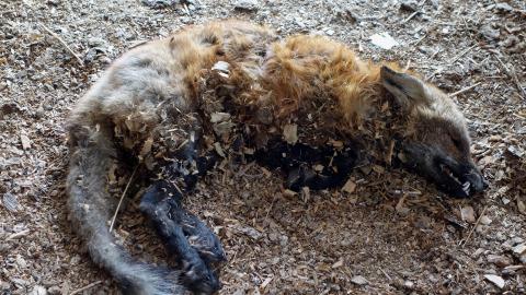 Country Manor Jan '20 - DSC00357.JPG