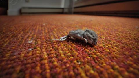 November 2018 - Collages25.jpg