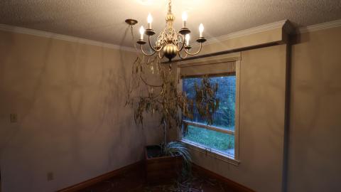 Dead plant house 2K20 - IMG_0722.JPG