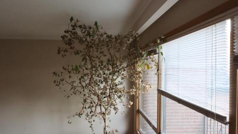 Dead plant house 2K20 - IMG_0724.JPG