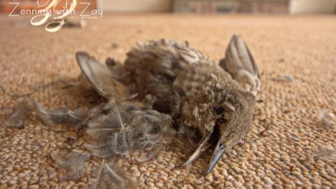 House of Dead Birds & Bats photo 2