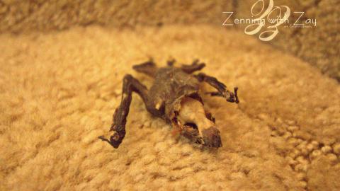 February 2017 - Collages23.jpg