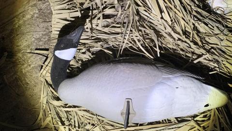 Duck Shack (March 2021) - IMG_1826.JPG