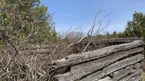 Photo from Newfoundout 2021