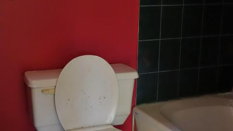 Moldy Monkeys Aug '20 - DSC01747.JPG