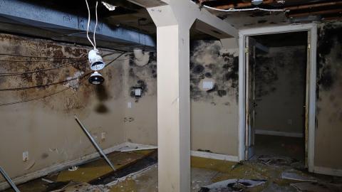 Moldy Monkeys Aug '20 - DSC01750.JPG