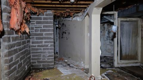 Moldy Monkeys Aug '20 - DSC01758.JPG