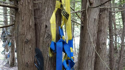 Spooky Forest Sept '20 - DSC00826.JPG