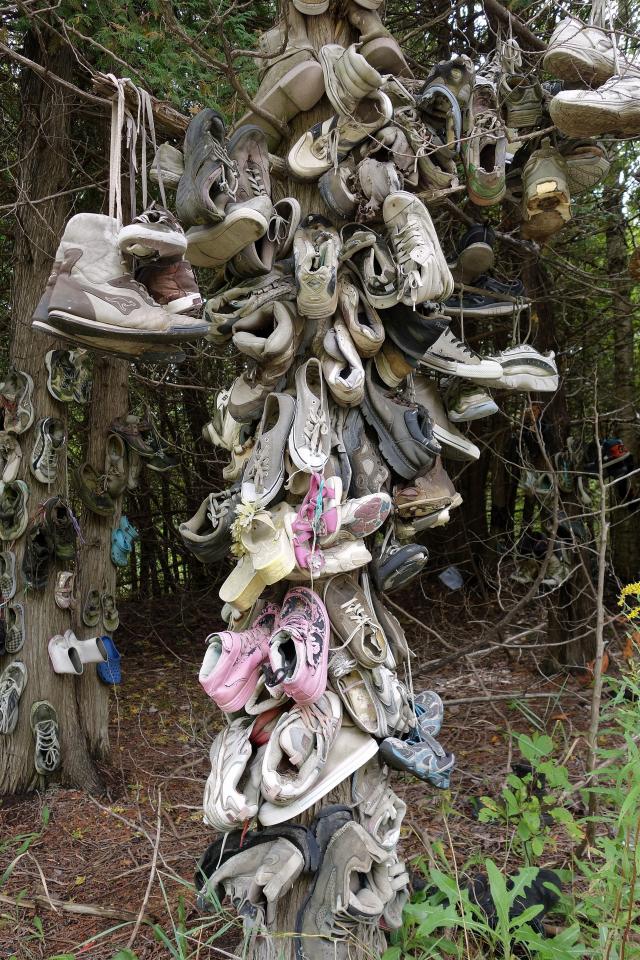 Mystery Shoe Forest photo 5