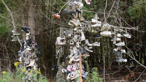 Spooky Forest Sept '20 - DSC00863.JPG