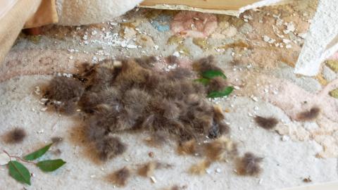 Discovery - Summer 2012 - Abandoned Cat Lady House Freaktography 2012 Discovery-68.jpg