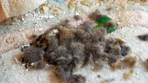 Discovery - Summer 2012 - ferndaleDSC_0198.jpg