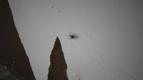 ITSSSSS SOOOOOO FLUUUUUFFFFFFFYYYYYY! (2 Months - Semi-Final Form) - IMG_2421.JPG