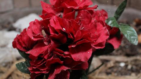 Once Upon A Dream JAN '21 - IMG_5481.JPG