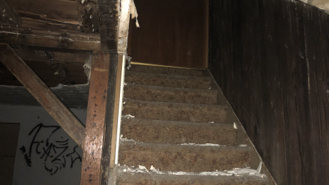 Photo from Goose Wallpaper