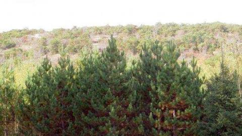 Burgess Mine photo 2